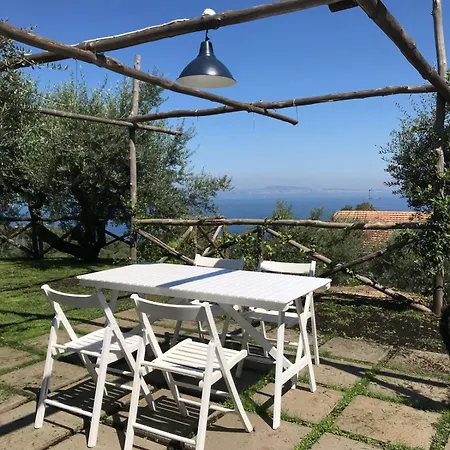Olive Tree Garden