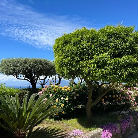 Olive Tree Garden Penzion Sorrento